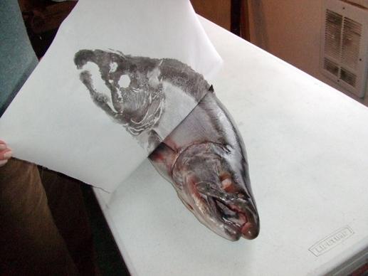 silver salmon fish