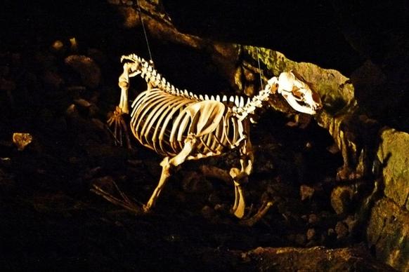 skeleton sea lion cave