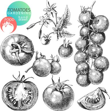 sketch tomato design vector