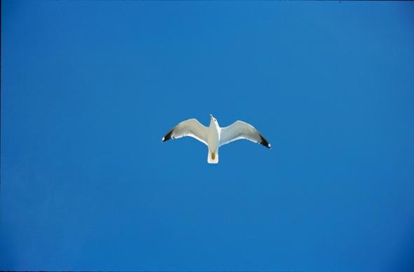 sky seagull blue