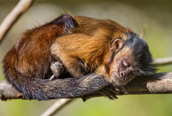 sleeping capuchin monkey