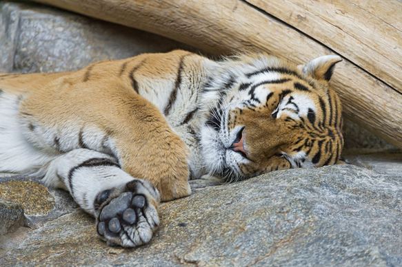 sleeping tiger