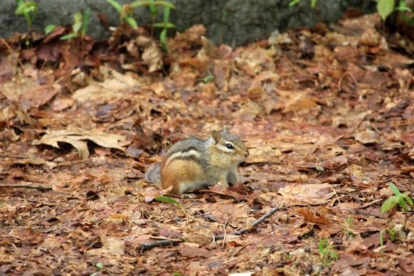 small chipmunk at rib mountain state park wisconsin