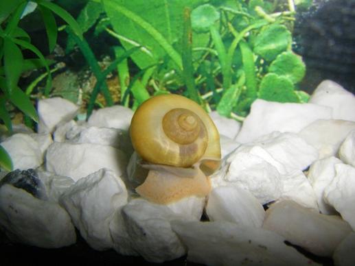 snail039s pace