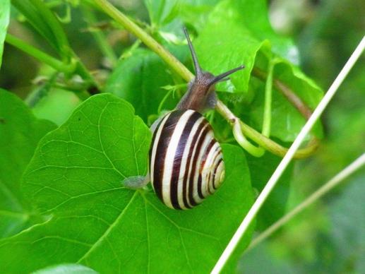 snail invertebrates animal
