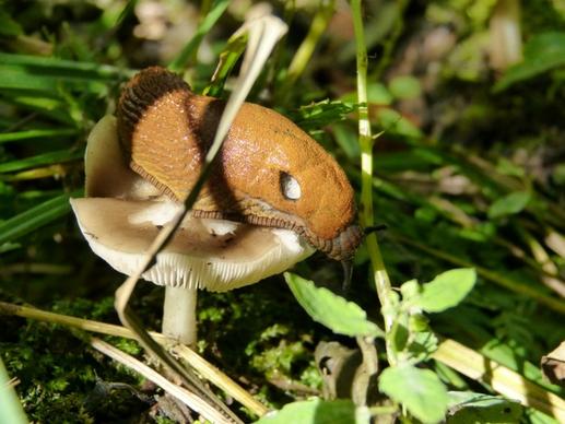 snail mushroom food