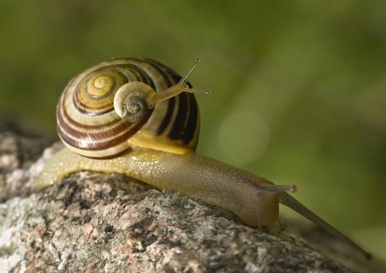 snail snails tandem