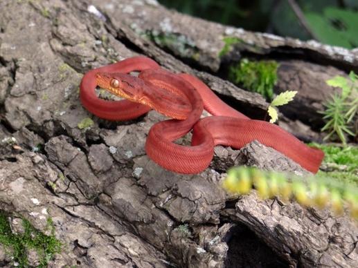 snake amazon tree boa animal
