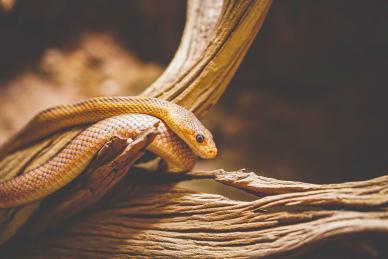 snake picture dynamic contrast closeup