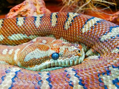 snake picture elegant closeup realistic