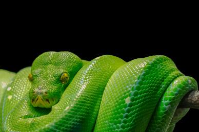 snake picture elegant contrast closeup