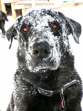 snow dog face