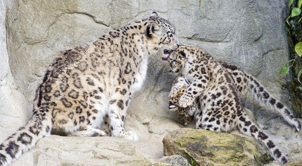 snow leopard multitasking