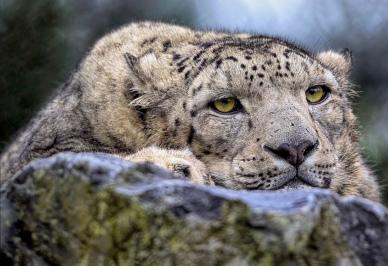 snow leopard picture face closeup