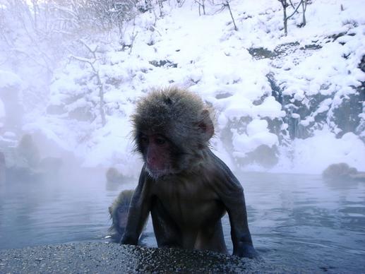 snow monkeys in jigokudani