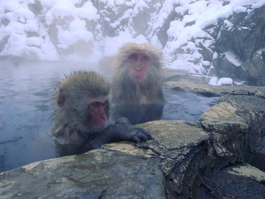 snow monkeys in jigokudani