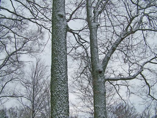 snow on trees 2