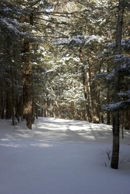 snow winter trees path tracks