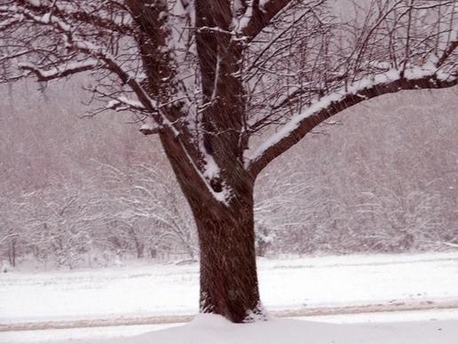 snowing on tree