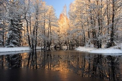 snowmelt in the forest picture