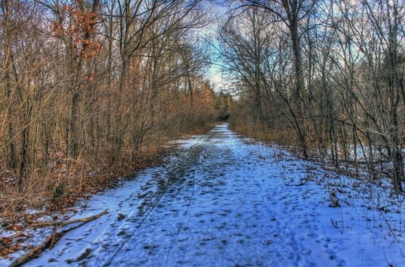 snowy forest path at weldon springs state natural area missouri