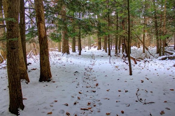 snowy forest trail in madison wisconsin