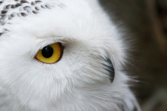 snowy owl eye