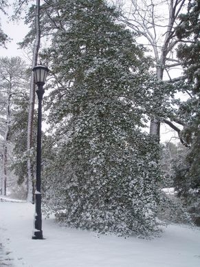snowy tree amp light pole