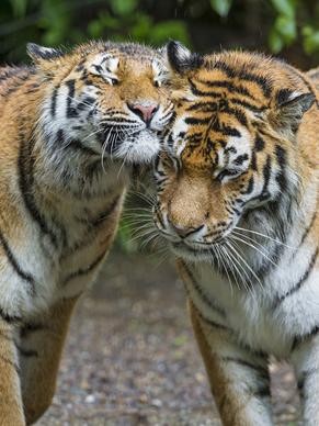 snuggling tigers