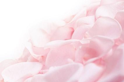 soft pink rose petals stock photo