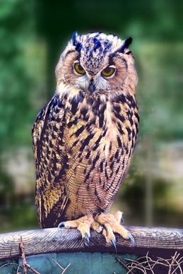 sowa bird pharaoh eagle owl