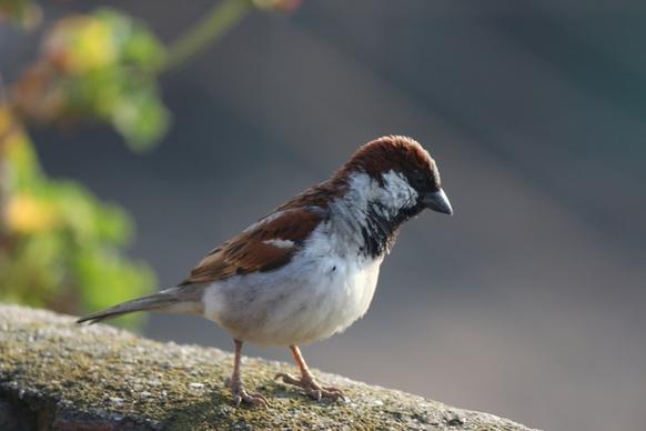 sparrow bird house sparrow