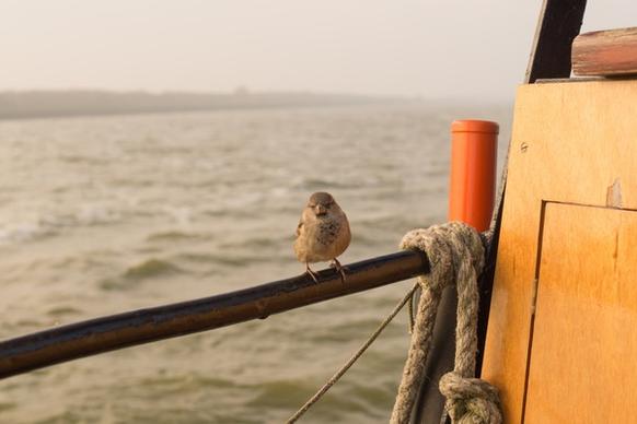 sparrow on the boat