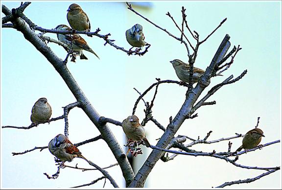 sparrow tree spatzenbaum