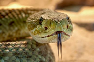 speckled rattlesnake picture dynamic closeup