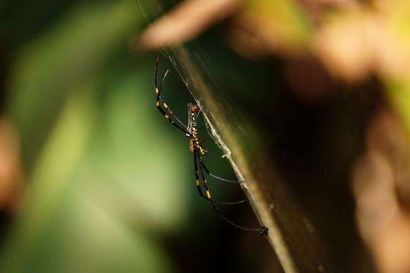 spider on its net ita thao sun amp moon lake taiwan 