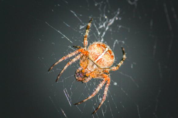 spider picture contrast closeup 