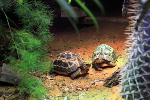 spider tortoises