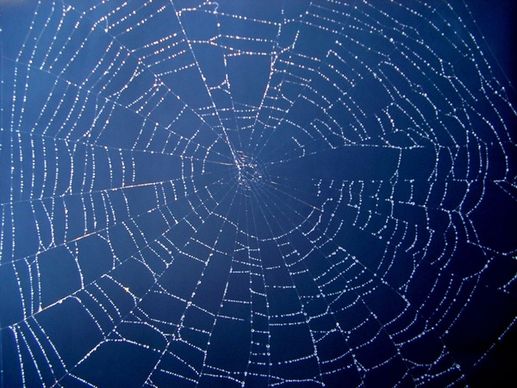 spider web net