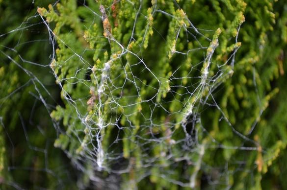 spider web on bushes