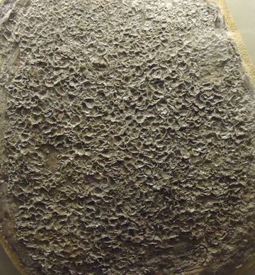 sponge fossil