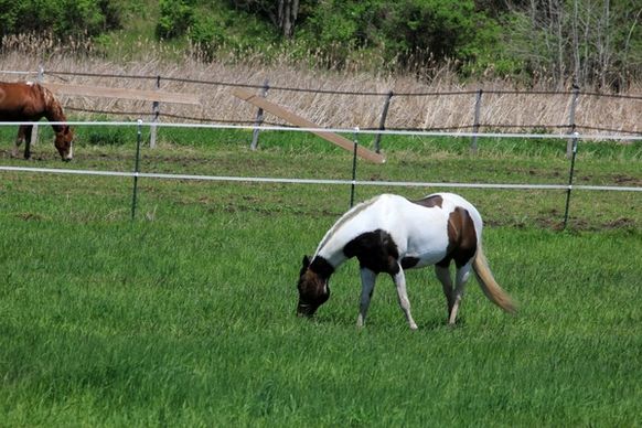 spotted brown and white horse on the military ridge state trail