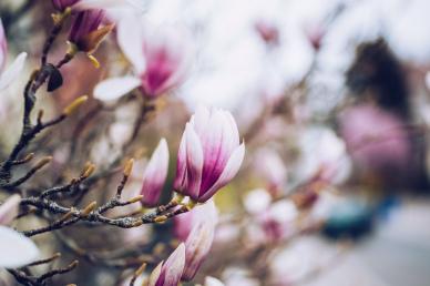 spring backdrop picture blurred closeup blooming magnolia