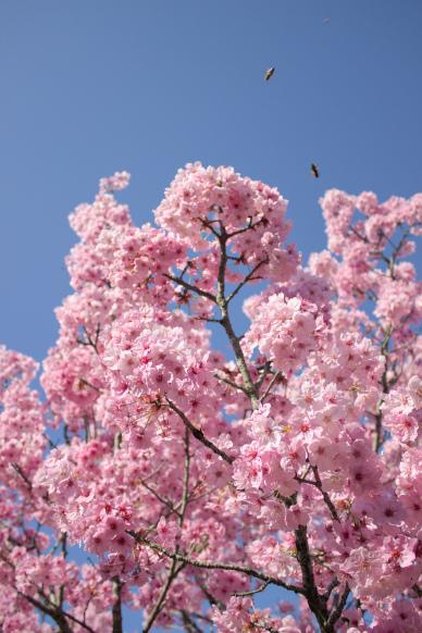 spring backdrop picture peach blossom elegant scene