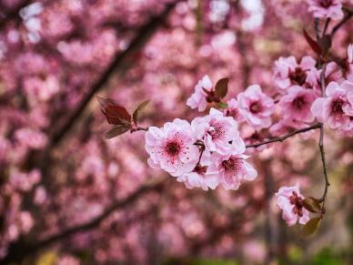 spring backdrop picture peach blossom elegant scene