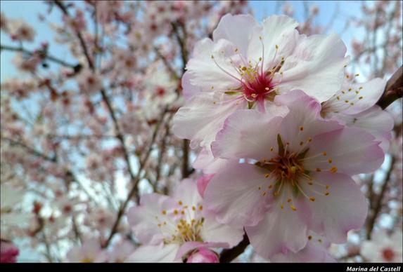 spring cherry tree