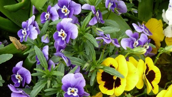 spring colorful violaceae