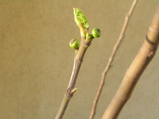 spring fig fig tree