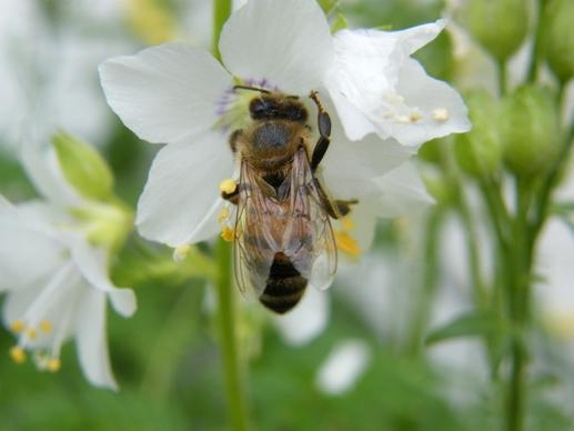 spring flower bee