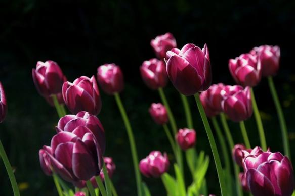spring flower tulips